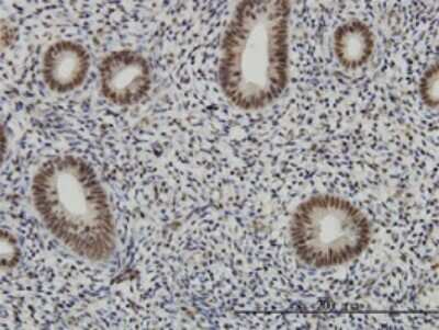 Immunohistochemistry-Paraffin: AFF4 Antibody (2E12) [H00027125-M01]