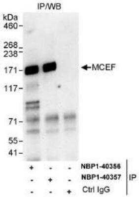 Immunoprecipitation: AFF4 Antibody [NBP1-40357]