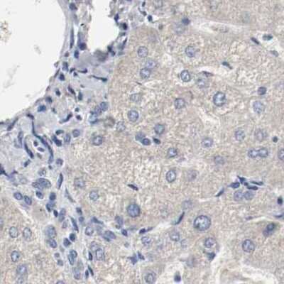 Immunohistochemistry-Paraffin: AFG3L2 Antibody [NBP1-87085]