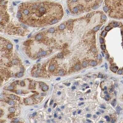 Immunohistochemistry-Paraffin: AFG3L2 Antibody [NBP1-87085]