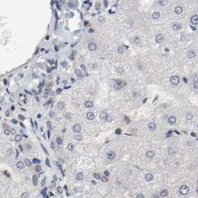 Immunohistochemistry-Paraffin: AFG3L2 Antibody [NBP1-87086]