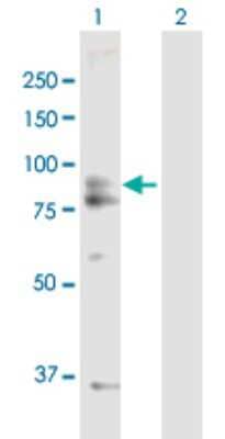 Western Blot: AFG3L2 Antibody [H00010939-B01P]