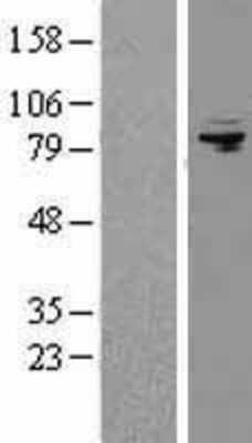 Western Blot: AFG3L2 Overexpression Lysate [NBL1-07374]