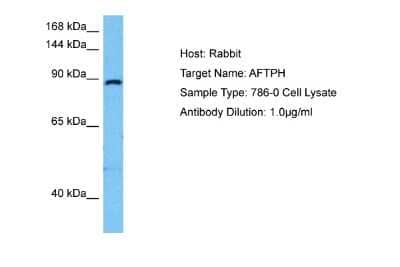 Western Blot: AFTPH Antibody [NBP2-84406]