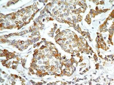 Immunohistochemistry-Paraffin: AG-2/AGR2 Antibody - Azide Free [NBP2-27392]