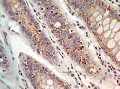 Immunohistochemistry-Paraffin: AG-2/AGR2 Antibody - Azide Free [NBP2-27392]