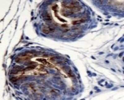 Immunohistochemistry: AG-2/AGR2 Antibody - BSA Free [NBP1-05936]