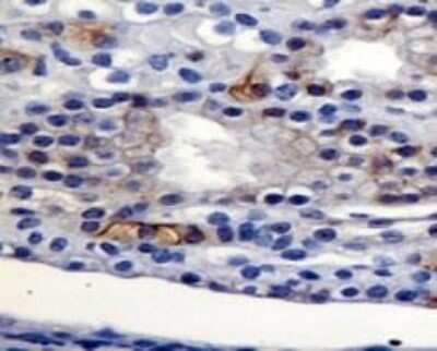 Immunohistochemistry: AG-2/AGR2 Antibody - BSA Free [NBP1-05936]