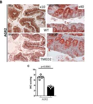 Immunohistochemistry: AG-2/AGR2 Antibody - BSA Free [NBP1-05936]