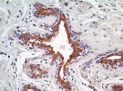Immunohistochemistry-Paraffin: AG-2/AGR2 Antibody (10E2) - Azide and BSA Free [NBP2-80564]