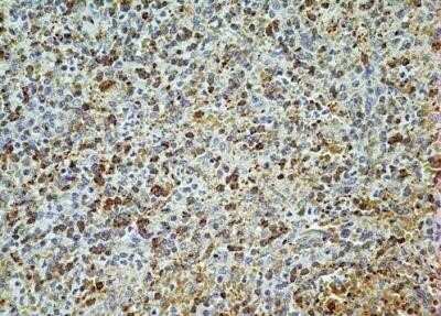 Immunohistochemistry-Paraffin: AG-2/AGR2 Antibody (10E2) - Azide and BSA Free [NBP2-80564]