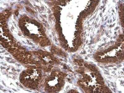 Immunohistochemistry-Paraffin: AG-2/AGR2 Antibody (GT5812) [NBP3-13593]