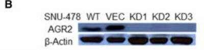 Knockdown Validated: AG-2/AGR2 Antibody [NBP2-27393]