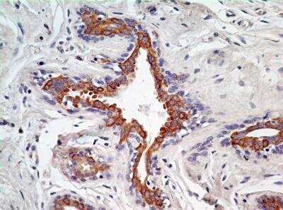 Immunohistochemistry-Paraffin: AG-2/AGR2 Antibody (10E2) - BSA Free [NBP2-27175]