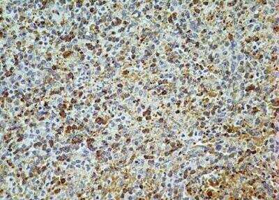 Immunohistochemistry-Paraffin: AG-2/AGR2 Antibody (10E2) - BSA Free [NBP2-27175]