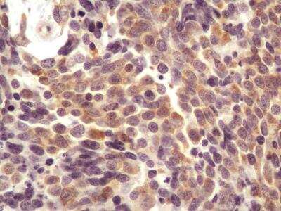 Immunohistochemistry-Paraffin: AG-2/AGR2 Antibody (10E2) - BSA Free [NBP2-27175]