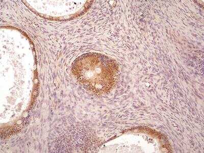 Immunohistochemistry-Paraffin: AG-2/AGR2 Antibody (10E2) - BSA Free [NBP2-27175]