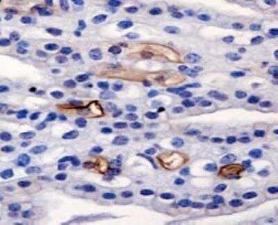 Immunohistochemistry: AG-2/AGR2 Antibody - BSA Free [NBP1-05933]