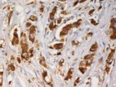 Immunohistochemistry: AG-3/AGR3 Antibody (AGR3.1) - BSA Free [NBP1-45004]