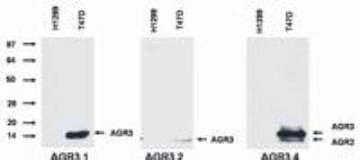 Western Blot: AG-3/AGR3 Antibody (AGR3.1)BSA Free [NBP1-45004]