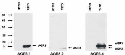 Western Blot: AG-3/AGR3 Antibody (AGR3.4) [NBP2-62196]