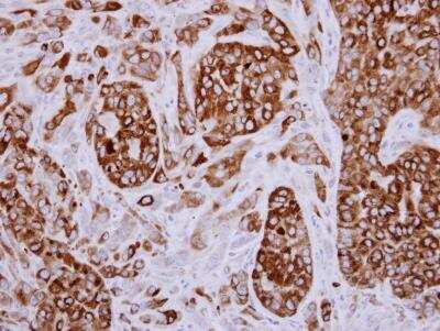 Immunohistochemistry-Paraffin: AG-3/AGR3 Antibody [NBP1-33008]