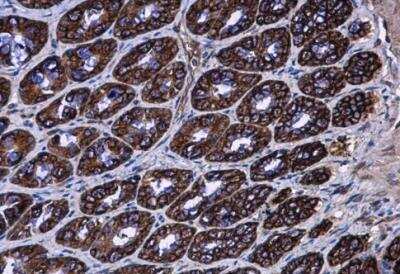 Immunohistochemistry-Paraffin: AG-3/AGR3 Antibody [NBP2-15307]