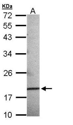 Western Blot: AG-3/AGR3 Antibody [NBP1-33008]