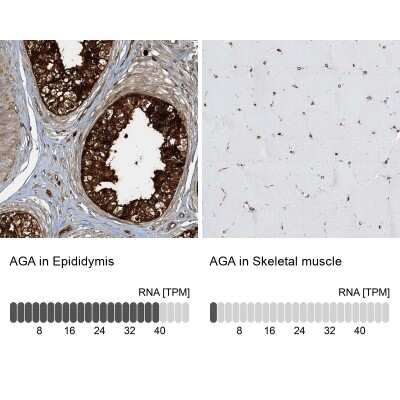Immunohistochemistry-Paraffin: AGA Antibody [NBP1-88865]