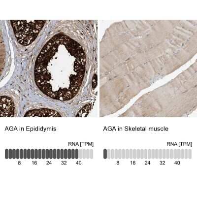 Immunohistochemistry-Paraffin: AGA Antibody [NBP1-88866]