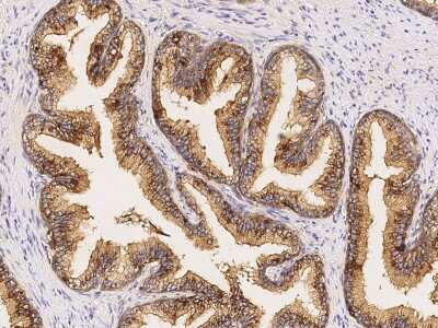 Immunohistochemistry-Paraffin: AGA Antibody [NBP2-99967]