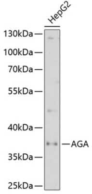 Western Blot: AGA AntibodyAzide and BSA Free [NBP3-04758]