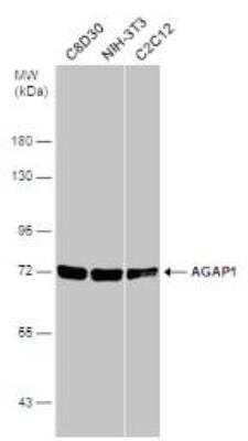 Western Blot: AGAP1 Antibody [NBP1-31261]