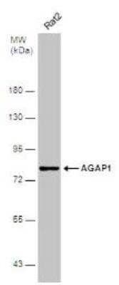 Western Blot: AGAP1 Antibody [NBP1-31261]