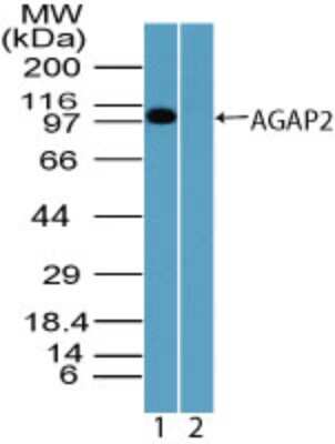 Western Blot: AGAP2 Antibody [NBP2-24498]