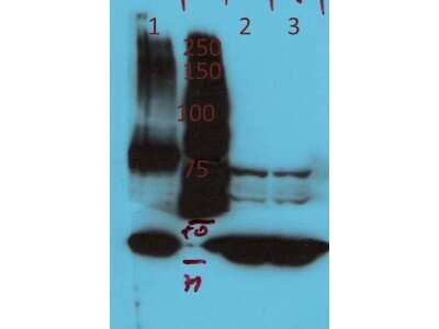 Western Blot: AGAP4 Antibody [NBP2-44213]