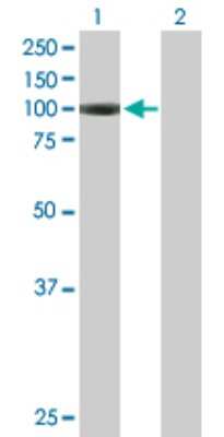 Western Blot: AGBL2 Antibody [H00079841-B01P]