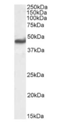 Western Blot: AGER Antibody (2A11)ChimericAzide and BSA Free [NBP3-11999]