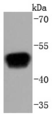 Western Blot: AGER Antibody (JF0975) [NBP2-67095]