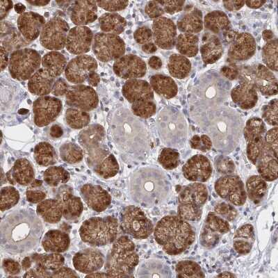 Immunohistochemistry-Paraffin: AGFG2 Antibody [NBP1-83213]