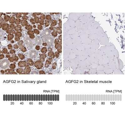 Immunohistochemistry-Paraffin: AGFG2 Antibody [NBP1-83213]
