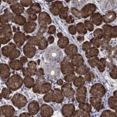 Immunohistochemistry-Paraffin: AGFG2 Antibody [NBP3-17465]