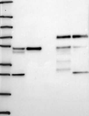 Western Blot: AGFG2 Antibody [NBP3-17465]