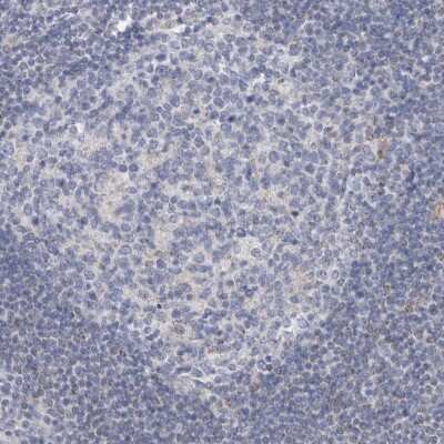 Immunohistochemistry-Paraffin: AGMAT Antibody [NBP1-82080]