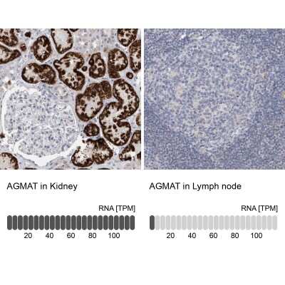 Immunohistochemistry-Paraffin: AGMAT Antibody [NBP1-82080]