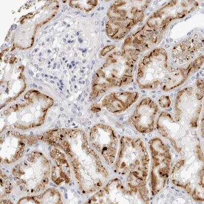 Immunohistochemistry-Paraffin: AGMAT Antibody [NBP1-82081]