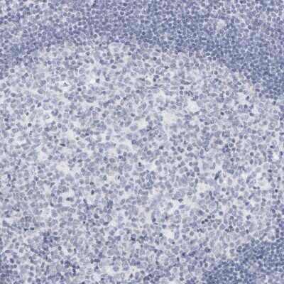 Immunohistochemistry-Paraffin: AGMAT Antibody [NBP1-82081]