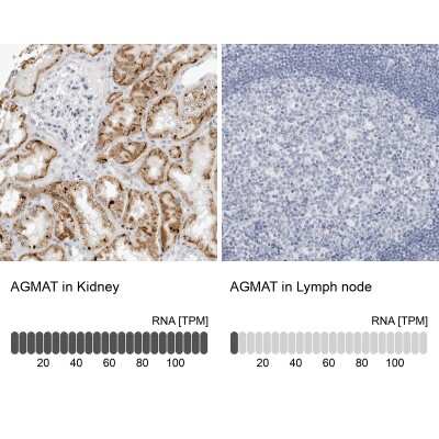 Immunohistochemistry-Paraffin: AGMAT Antibody [NBP1-82081]