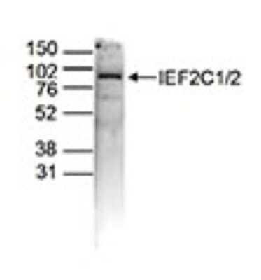 Western Blot: AGO1/2 Antibody [NBP3-18654]