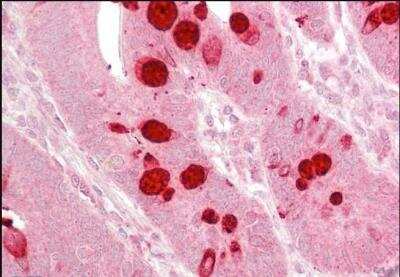 Immunohistochemistry-Paraffin: AGO1/EIF2C1 Antibody [NB100-2817]